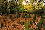 Sun through Trees in Jewish Cemetery, Worms, Rhineland-Palatinate, Germany