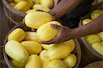 A farm growing and selling organic vegetables and fruit. A man harvesting striped squashes.