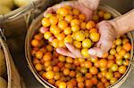 A farm growing and selling organic vegetables and fruit. A man holding a bowl of basket of freshly picked tomatoes.