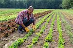 A man in a field of small salad plants growing in furrows.