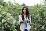 Organic fruit orchard. A woman picked fresh blueberries, Cyanococcus.