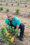 Organic fruit orchard. A man examining a row of blueberry shrubs.