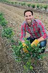 Organic fruit orchard. A man examining a row of blueberry shrubs.