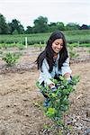 Organic fruit orchard. A woman examining a row of blueberry shrubs.