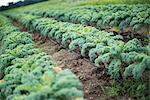 Rows of curly green vegetable plants growing on an organic farm.