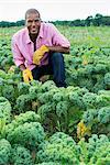 Rows of curly green vegetable plants growing on an organic farm. A man inspecting the crop.