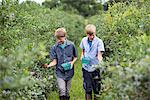 An organic fruit farm. Two boys picking the berry fruits from the bushes.