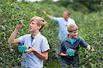 An organic fruit farm. A family picking the berry fruits from the bushes.