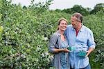 An organic fruit farm. A mature couple picking the berry fruits from the bushes.