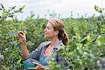 An organic fruit farm. A woman picking the berry fruits from the bushes.