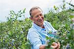 An organic fruit farm. A man picking the berry fruits from the bushes.