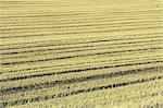 Stubble in a wheat field on the prairie at Palouse in Washington State.