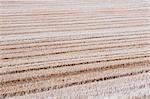 Stubble in a wheat field on the prairie at Palouse in Washington State.