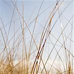 Sea grasses on Long Beach Peninsula, on the coast of Washington state.