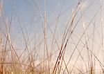 Sea grasses on Long Beach Peninsula, on the coast of Washington state.