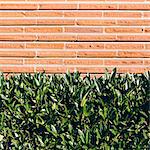 A laurel hedge with glossy green leaves in front of a brick wall. Seattle city.