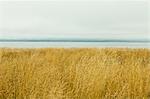 Sea grasses in Wilapa Bay near Oysterville, Washington state.
