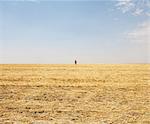 A man standing on the horizon of a field of stubble.