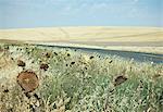 Dried sunflowers on the roadside, in a rolling landscape of farmland near Palouse in Washington state.