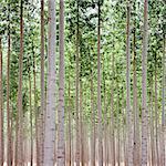 A poplar tree plantation near Pendleton in Umatilla county in Oregon.