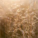 A field of sea grasses near Oysterville on the Long Beach peninsula at dusk.