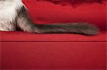 A kitten on a red sofa, view of its long fluffy black tail.