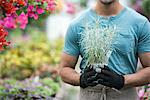 A young man working in a greenhouse full of flowering plants.