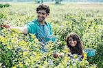 A young girl and a man standing surrounded by blueberry plants, harvesting the berries.