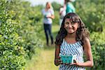 People picking fresh blueberries from the organic grown plants in a field.