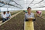 A commercial greenhouse in a plant nursery growing organic flowers. A woman using a digital tablet.