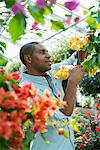 A commercial greenhouse in a plant nursery growing organic flowers. Man working, checking and tending flowers.