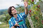 A young man picking blackberry fruits on an organic fruit farm.