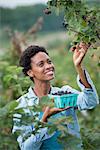 A woman reaching up to pick berries from a blackberry bush on an organic fruit farm.