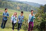 Picking blackberry fruits on an organic farm. Four women walking among the rows of fruit canes.