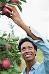 An organic apple tree orchard. A woman picking the ripe red apples.