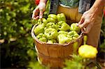 A man carrying a full basket of green bell peppers.