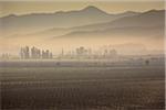 Scenic view of vineyards in Casablanca, Provincia de Valparaiso, Chile