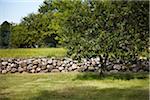 Stone Wall in Green Field with Trees in Summer, Ontario, Canada