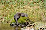 European Otter (Lutra lutra) on Riverbank in Autumn, Bavarian Forest National Park, Bavaria, Germany