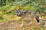 Eurasian Wolf (Canis lupus lupus) in Autumn, Bavarian Forest National Park, Bavaria, Germany