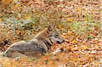 Eurasian Wolf (Canis lupus lupus) Lying Down in Leaves in Autumn, Bavarian Forest National Park, Bavaria, Germany