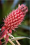 Close-up of Pineapple, Botanical Garden (Jardim Botanico), Rio de Janeiro, Brazil