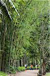 Bamboo Grove in Botanical Garden (Jardim Botanico), Rio de Janeiro, Brazil
