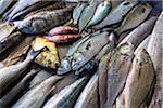 Close-up of freshly caught fish on beach, Copacabana Beach, Rio de Janeiro, Brazil