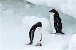 Adelie penguin (Pygoscelis adeliae) chicks, Brown Bluff, Antarctica, Southern Ocean, Polar Regions