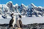 Adult Antarctic shag (Phalacrocorax (atriceps) bransfieldensi) with chick, Jougla Point, Port Lockroy, Antarctica, Southern Ocean, Polar Regions
