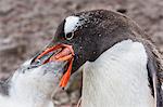 Adult gentoo penguin (Pygoscelis papua) feeding chick, Hannah Point, Livingston Island, South Shetland Islands, Antarctica, Southern Ocean, Polar Regions