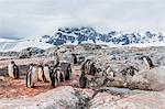 Gentoo penguin (Pygoscelis papua) chicks creche, Jougla Point, Wiencke Island, Antarctica, Southern Ocean, Polar Regions, Polar Regions