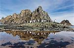 Adult gentoo penguins (Pygoscelis papua) and chinstrap penguins (Pygoscelis antarctica) reflected in tide pool, Elephant Island, Antarctica, Southern Ocean, Polar Regions