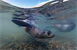 Antarctic fur seal (Arctocephalus gazella) pups underwater in Stromness Bay, South Georgia, South Atlantic Ocean, Polar Regions